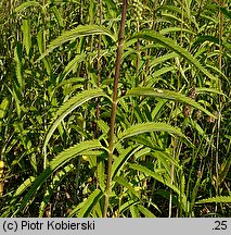 Veronica longifolia (przetacznik długolistny)