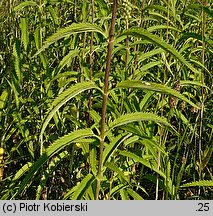 Veronica longifolia ssp. maritimum (przetacznik długolistny)