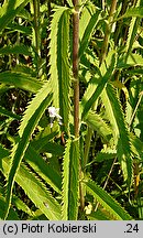 Veronica longifolia ssp. maritimum (przetacznik długolistny)