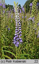 Veronica longifolia (przetacznik długolistny)