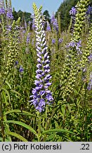 Veronica longifolia ssp. maritimum (przetacznik długolistny)