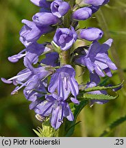 Veronica longifolia (przetacznik długolistny)
