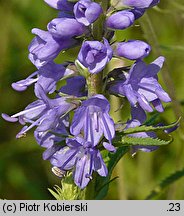 Veronica longifolia ssp. maritimum (przetacznik długolistny)