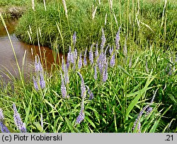 Veronica longifolia (przetacznik długolistny)