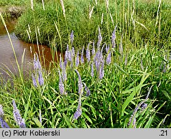 Veronica longifolia ssp. maritimum (przetacznik długolistny)