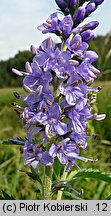 Veronica longifolia ssp. maritimum (przetacznik długolistny)