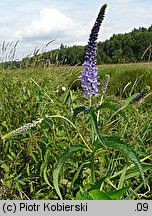 Veronica longifolia ssp. maritimum (przetacznik długolistny)