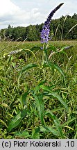 Veronica longifolia (przetacznik długolistny)