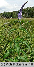 Veronica longifolia ssp. maritimum (przetacznik długolistny)