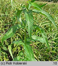 Veronica longifolia ssp. maritimum (przetacznik długolistny)