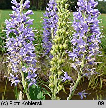 Veronica longifolia ssp. maritimum (przetacznik długolistny)