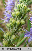 Veronica longifolia (przetacznik długolistny)