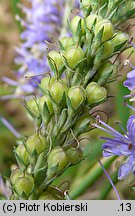 Veronica longifolia ssp. maritimum (przetacznik długolistny)