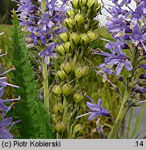 Veronica longifolia ssp. maritimum (przetacznik długolistny)