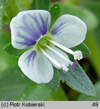 Veronica serpyllifolia (przetacznik macierzankowy)