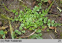 Veronica serpyllifolia (przetacznik macierzankowy)