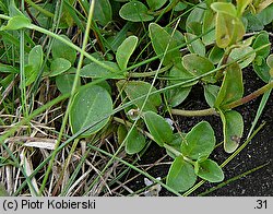 Veronica serpyllifolia (przetacznik macierzankowy)