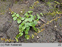 Veronica serpyllifolia (przetacznik macierzankowy)