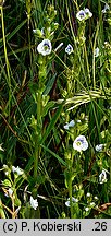 Veronica serpyllifolia (przetacznik macierzankowy)