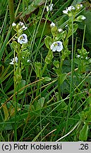 Veronica serpyllifolia (przetacznik macierzankowy)