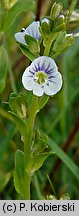 Veronica serpyllifolia (przetacznik macierzankowy)