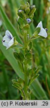 Veronica serpyllifolia (przetacznik macierzankowy)