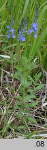 Veronica teucrium (przetacznik pagórkowy)