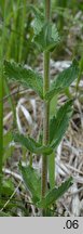 Veronica teucrium (przetacznik pagórkowy)