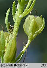 Veronica teucrium (przetacznik pagórkowy)