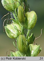 Veronica teucrium (przetacznik pagórkowy)