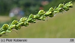 Veronica teucrium (przetacznik pagórkowy)