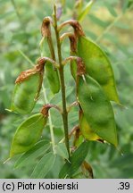 Vicia cassubica (wyka kaszubska)