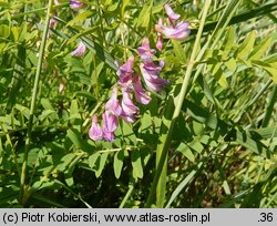 Vicia cassubica (wyka kaszubska)