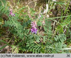 Vicia cassubica (wyka kaszubska)