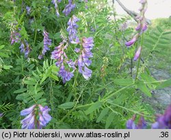 Vicia cassubica (wyka kaszubska)