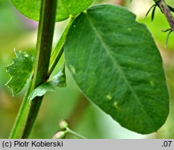 Vicia dumetorum (wyka zaroślowa)