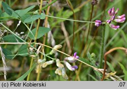 Vicia dumetorum (wyka zaroślowa)