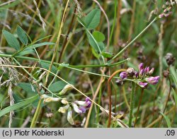 Vicia dumetorum (wyka zaroślowa)