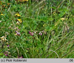 Vicia dumetorum (wyka zaroślowa)