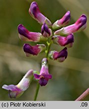 Vicia dumetorum (wyka zaroślowa)