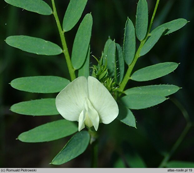 Vicia lutea (wyka żółta)