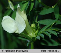 Vicia lutea (wyka żółta)