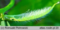 Vicia lutea (wyka żółta)