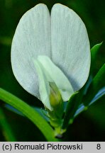 Vicia lutea (wyka żółta)