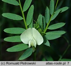 Vicia lutea (wyka żółta)