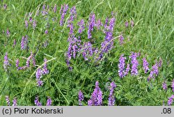 Vicia tenuifolia (wyka długożagielkowa)