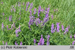 Vicia tenuifolia (wyka długożagielkowa)