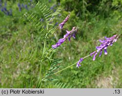 Vicia tenuifolia (wyka długożagielkowa)