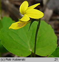 Viola biflora (fiołek dwukwiatowy)