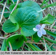 Viola palustris (fiołek błotny)